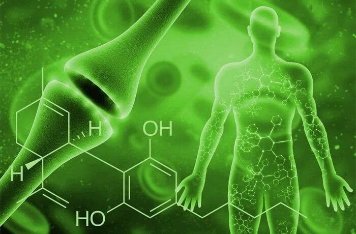 Cannabinoides y sistema endocannabinoide