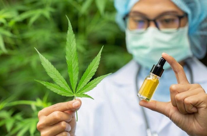 Marihuana para el tratamiento del cáncer