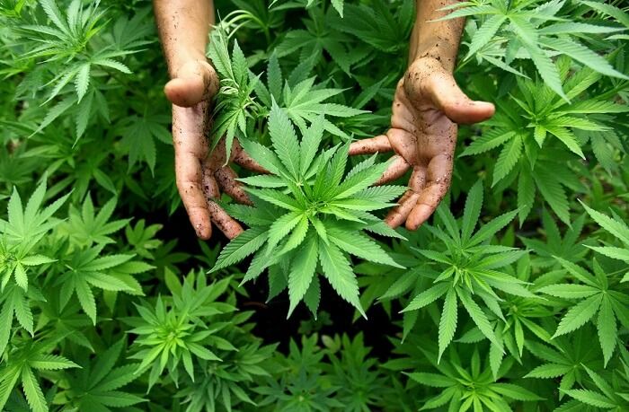 Genotipos, fenotipos y quimiotipos