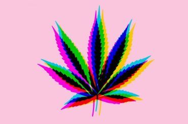 Indica vs sativa vs híbrida