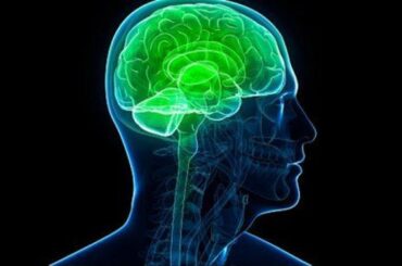 Sistema endocannabinoide