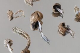 Colorado legaliza Hongos Psicodelicos