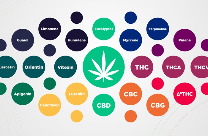 Efecto sequito cannabis