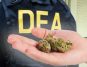 Marihuana DEA