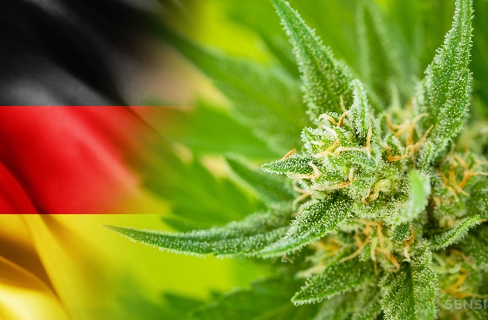 Alemania legaliza cannabis